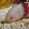 JBL NovoLotl M 250 ml (Til Axolotl)