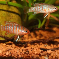 JBL ProNovo Cichlid S Grano 100 ml Klik