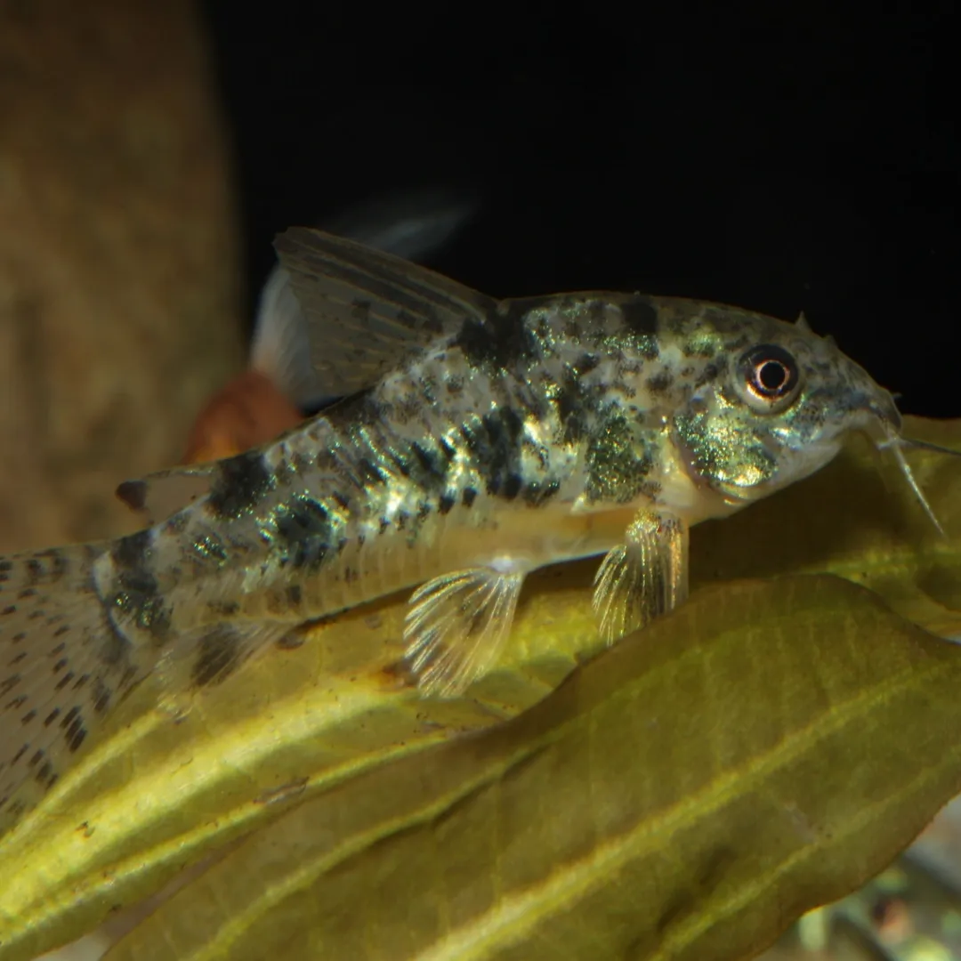 JBL ProNovo Corydoras Tab M 100 ml