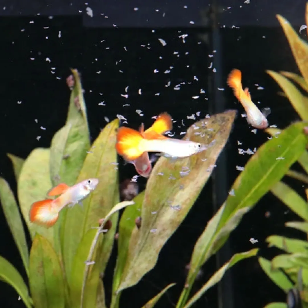 JBL ProNovo Guppy fiskefoder 100 ml Flagefoder