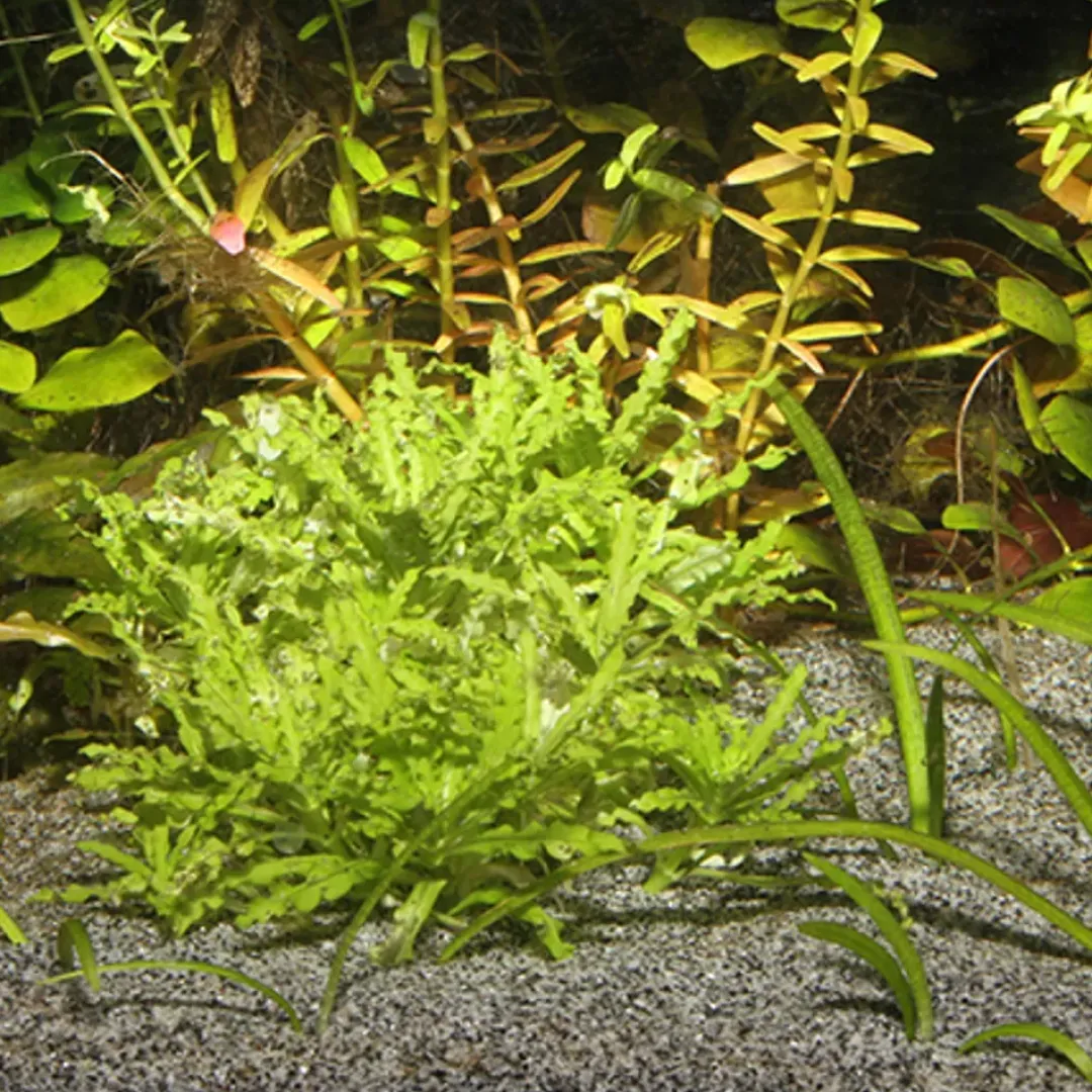 JBL Sansibar Grå 10 kg Akvariegrus