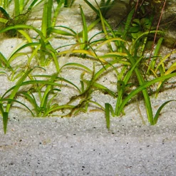 JBL Sansibar River 5 kg Akvariegrus