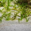 JBL Sansibar River 10 kg Akvariegrus