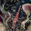 Akvariefisk Kamel Reje (Rhynchonetes Sp. Dancing Shrimp)