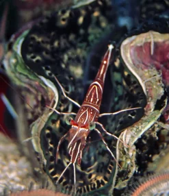 Akvariefisk Kamel Reje (Rhynchonetes Sp. Dancing Shrimp)