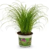 MiniZoo Kattegræs i potte - Cyperus Zumula