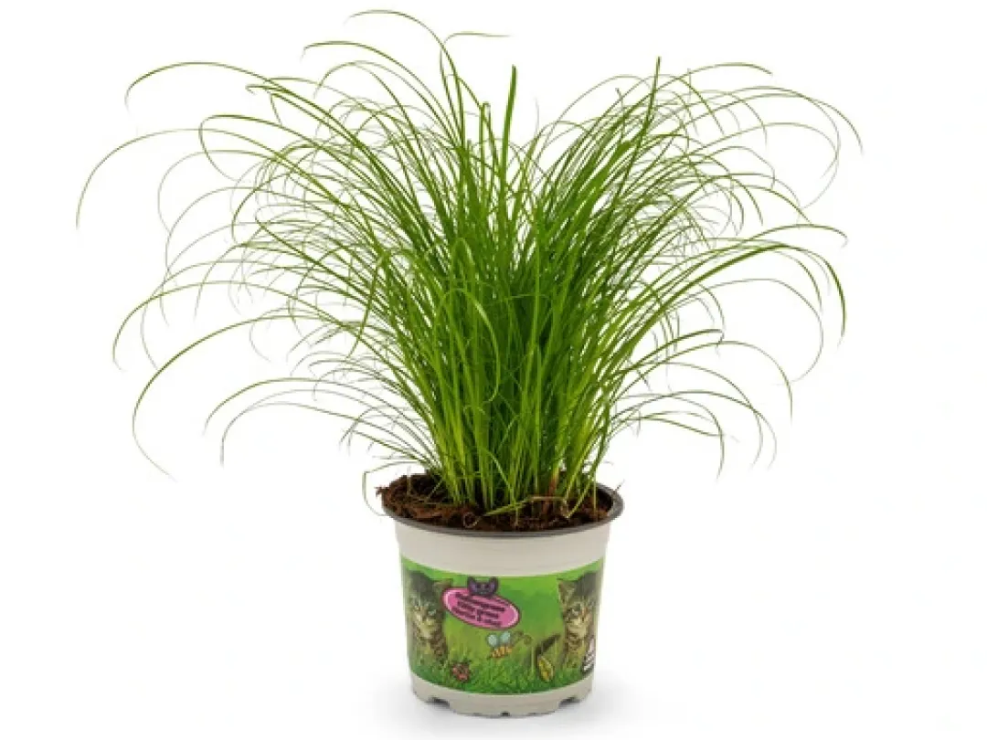 MiniZoo Kattegræs i potte - Cyperus Zumula