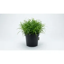 MiniZoo Kattegræs i potte - Cyperus Zumula