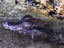 Krybdyr fra hele Verden Kilehovedet Dværg kaiman (Paleosuchus Trigonatus)