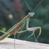 Krybdyr fra hele Verden Kinesisk Knæler Tenodera sinensis