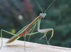 Krybdyr fra hele Verden Kinesisk Knæler Tenodera sinensis