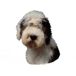 KW Hunde og Katteartikler Klistermærke af Old English Sheepdog stor