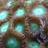 Saltvandsfisk Knapkoral Zoanthus sp. Flotte fra Vietnam