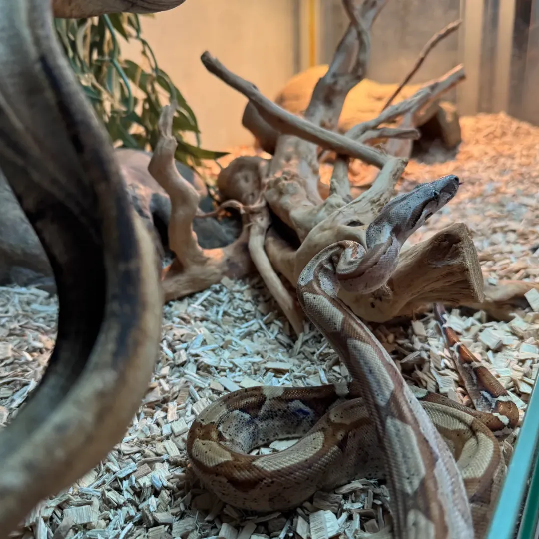 Krybdyr fra hele Verden Kongeboa Hypo Keltic Het Moonglow Kahl linie 0,1 - Boa Constrictor