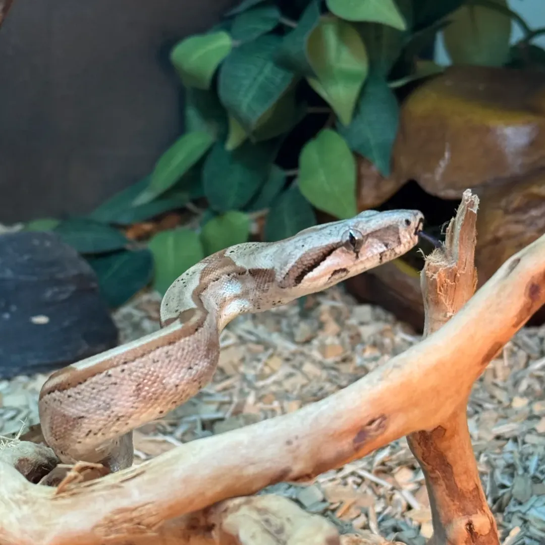 Krybdyr fra hele Verden Kongeboa Hypo Keltic Het Moonglow Kahl linie 0,1 - Boa Constrictor