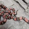 Krybdyr fra hele Verden Kongesnog Jalisco (Lampropeltis Jalisco)