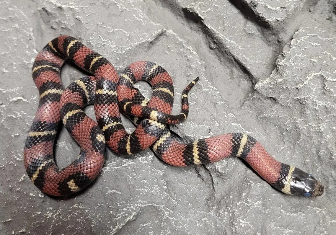 Krybdyr fra hele Verden Kongesnog Jalisco (Lampropeltis Jalisco)