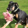 Kong Hundebamse Phatz Gris Small - bamse til hunde