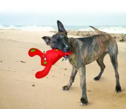 Kong Hundelegetøj Belly Flops Lobster Rød M 28 cm - sjovt vandlegetøj