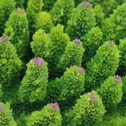 Blau - Aquaristic Kunstig koral Acropora millepora (Green)