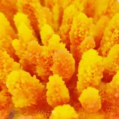 Blau - Aquaristic Kunstig koral Acropora millepora (Yellow/Pink)