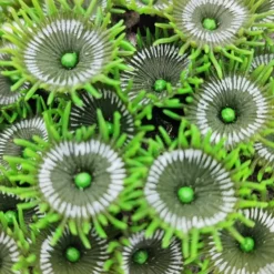 Blau - Aquaristic Kunstig koral Protopalythoa M (Green)