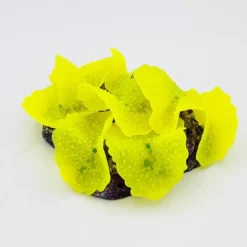 Blau - Aquaristic Kunstig koral Ulva lactuca (Yellow) 12x9x4 cm