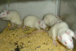 Foder til Krybdyr Levende rotte XL