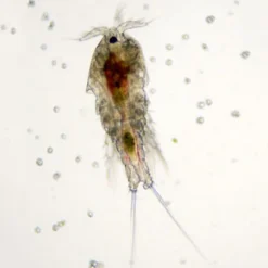 Levende foder til Akvariefisk Levende Saltvands Copepods 90 ml