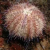 Saltvandsfisk Lillakantet hvid søpindsvin (Centrstephanus sp.)