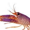 Saltvandsfisk Lilla revhummer (Enoplometopus debelius)