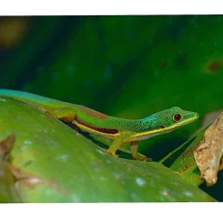 Krybdyr fra hele Verden Lined Day Gecko (stripet Dag Gekko)