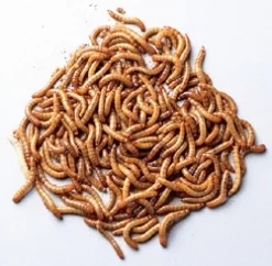 Foder til Krybdyr Melorme 100 gram (Tenebrio molitor)
