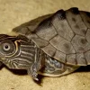 Krybdyr fra hele Verden Mississippi map sumpskildpadde (Graptemys kohnii)