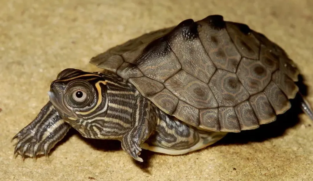 Krybdyr fra hele Verden Mississippi map sumpskildpadde (Graptemys kohnii)