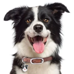 My Family Hundetegn Friends Border Collie