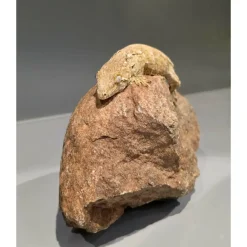 Krybdyr fra hele Verden Nycaledonisk kæmpe gekko Moro - Rhacodactylus leachianus