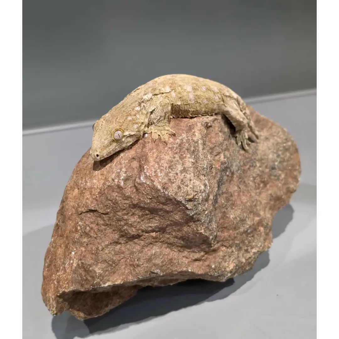 Krybdyr fra hele Verden Nycaledonisk kæmpe gekko Moro - Rhacodactylus leachianus