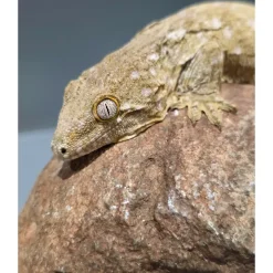 Krybdyr fra hele Verden Nycaledonisk kæmpe gekko Moro - Rhacodactylus leachianus