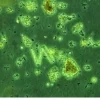 Nyos - High Level Reefing Nyos Phytomaxx Live Phytoplankton koncentrat 250 ml