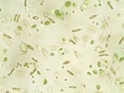 Nyos - High Level Reefing Nyos Phytomaxx Live Phytoplankton koncentrat 250 ml