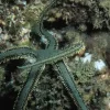 Saltvandsfisk Ophiarachna incrassata (olivengrøn slangesøstjerne)