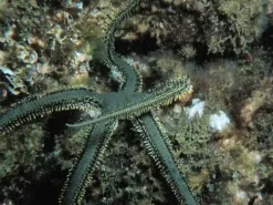 Saltvandsfisk Ophiarachna incrassata (olivengrøn slangesøstjerne)