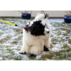 Ozami hundesokker XS sort - 4 stk til små hundepoter