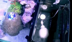 RedSea Red Sea Nano Max Complete Reef System Hvidt G2