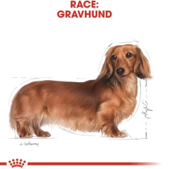Royal Canin Hundefoder Royal Canin Dachshund Adult 1,5 kg - tørfoder til gravhunde