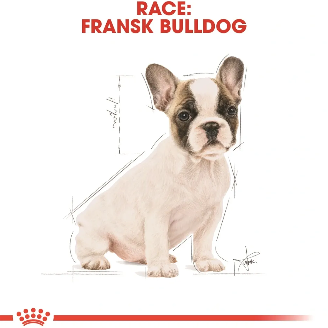 Royal Canin Hundefoder Royal Canin French Bulldog Puppy 3 kg - fuldfoder til hvalpe
