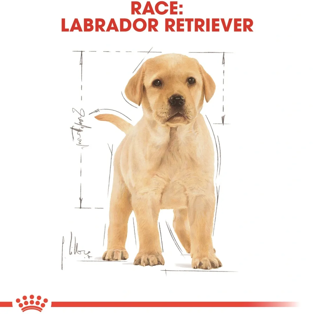 Royal Canin Hundefoder Royal Canin Labrador Retriever Puppy 12 kg - tørfoder til hvalpe