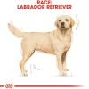 Royal Canin Hundefoder Royal Canin Labrador Retriever Adult 12 kg - tørfoder til voksne hunde