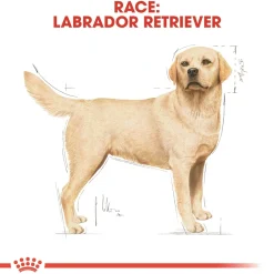 Royal Canin Hundefoder Royal Canin Labrador Retriever Adult 12 kg - tørfoder til voksne hunde